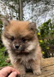 Spitz di pomerania red