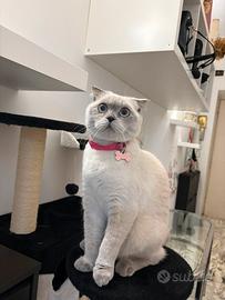 Gatto Schottish Fold