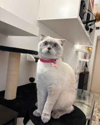 Gatto Schottish Fold