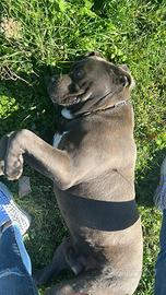 Cane corso