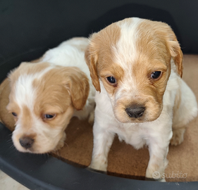 Breton pedigree enci