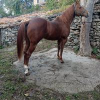 Cavallo Paint no color