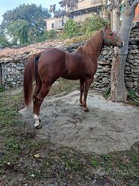 Cavallo Paint no color