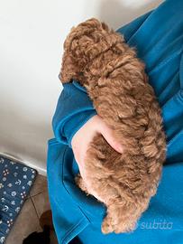 Cuccioli di barboncino