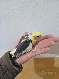 Calopsite quasi svezzato