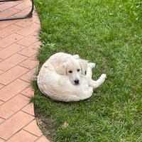 Cucciola di Golden Retriever