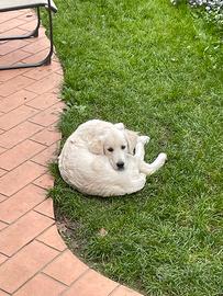 Cucciola di Golden Retriever