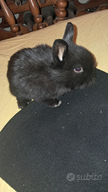 Conigli testa di leone