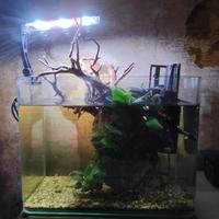 Acquario + luce