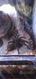 Lasiodora parahybana femmina adulta