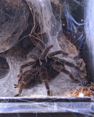 Lasiodora parahybana femmina adulta