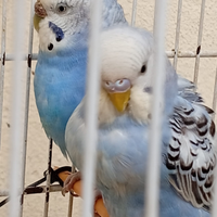 Voliera con cocorite