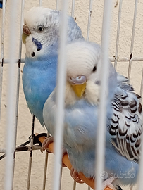 Voliera con cocorite