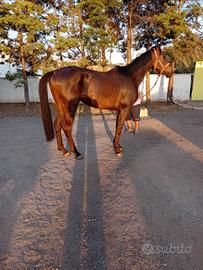 Cavallo