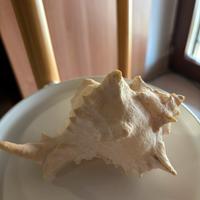 Conchiglia da collezione