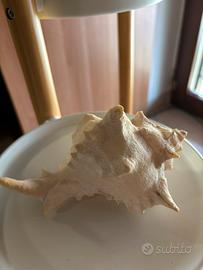 Conchiglia da collezione