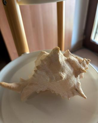 Conchiglia da collezione