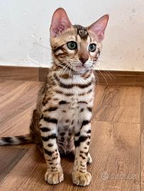 Gattini bengala