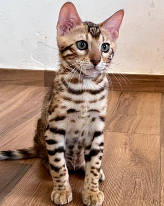 Gattini bengala