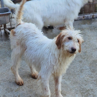 Cucciolone 9 mesi segugio istriano pelo forte