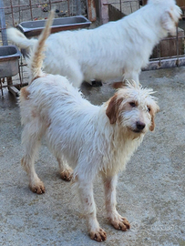 Cucciolone 9 mesi segugio istriano pelo forte