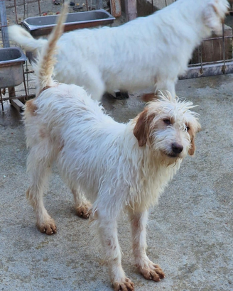 Cucciolone 9 mesi segugio istriano pelo forte