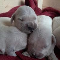 Cuccioli Golden Retriever