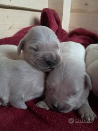 Cuccioli Golden Retriever