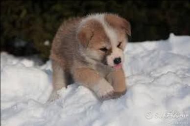 Akita Inu con pedigree