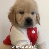 Cuccioli Golden linea inglese con pedigree