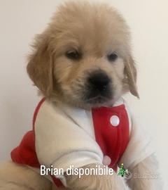 Cuccioli Golden linea inglese con pedigree