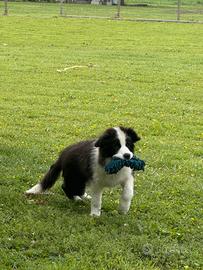 Border collie a Ferrara