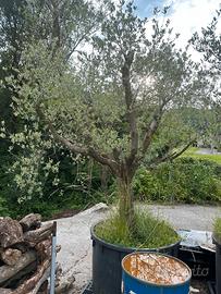 3 Piante di Ulivo in Mastello