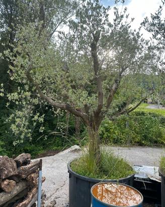 3 Piante di Ulivo in Mastello