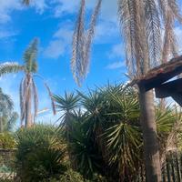 “Piante da giardino”