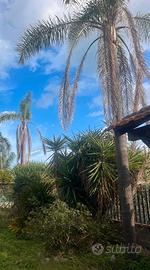 “Piante da giardino”