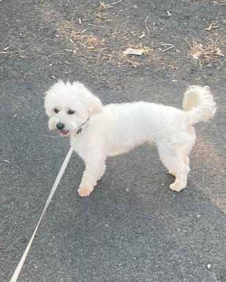 Maltipoo per accoppiamento