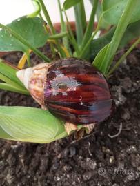 Lumaca africana