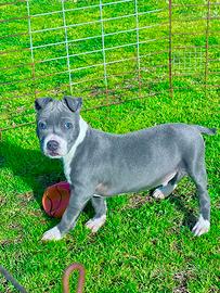 Amstaff blu occhi blu pedigree ENCI