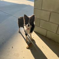 Border collie