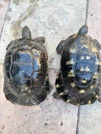 Testudo Marginata