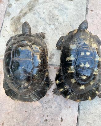 Testudo Marginata