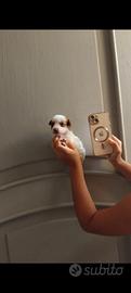 cucciolo Maltipoo mini toy da borsetta 