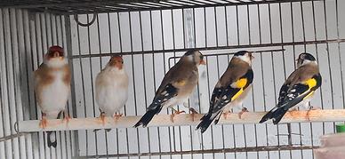 Cardellini Ancestrali e acianici