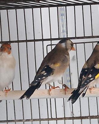 Cardellini Ancestrali e acianici