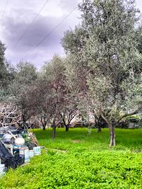 piante di olivo taggiasche 