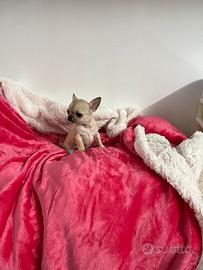 Chihuahua