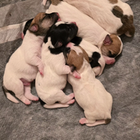 Cuccioli Jack Russell con pedigree