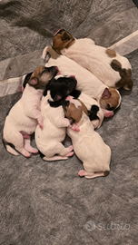 Cuccioli Jack Russell con pedigree