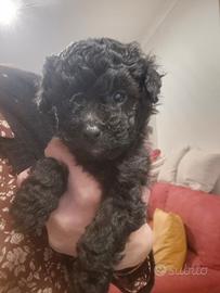 Cucciola di barboncino